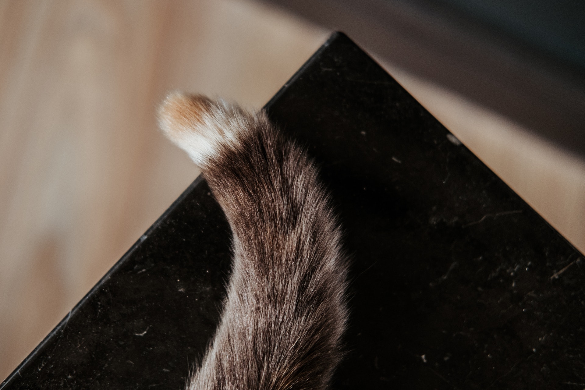 Il mio gatto ha la coda ROTTA: Cause e rimedi